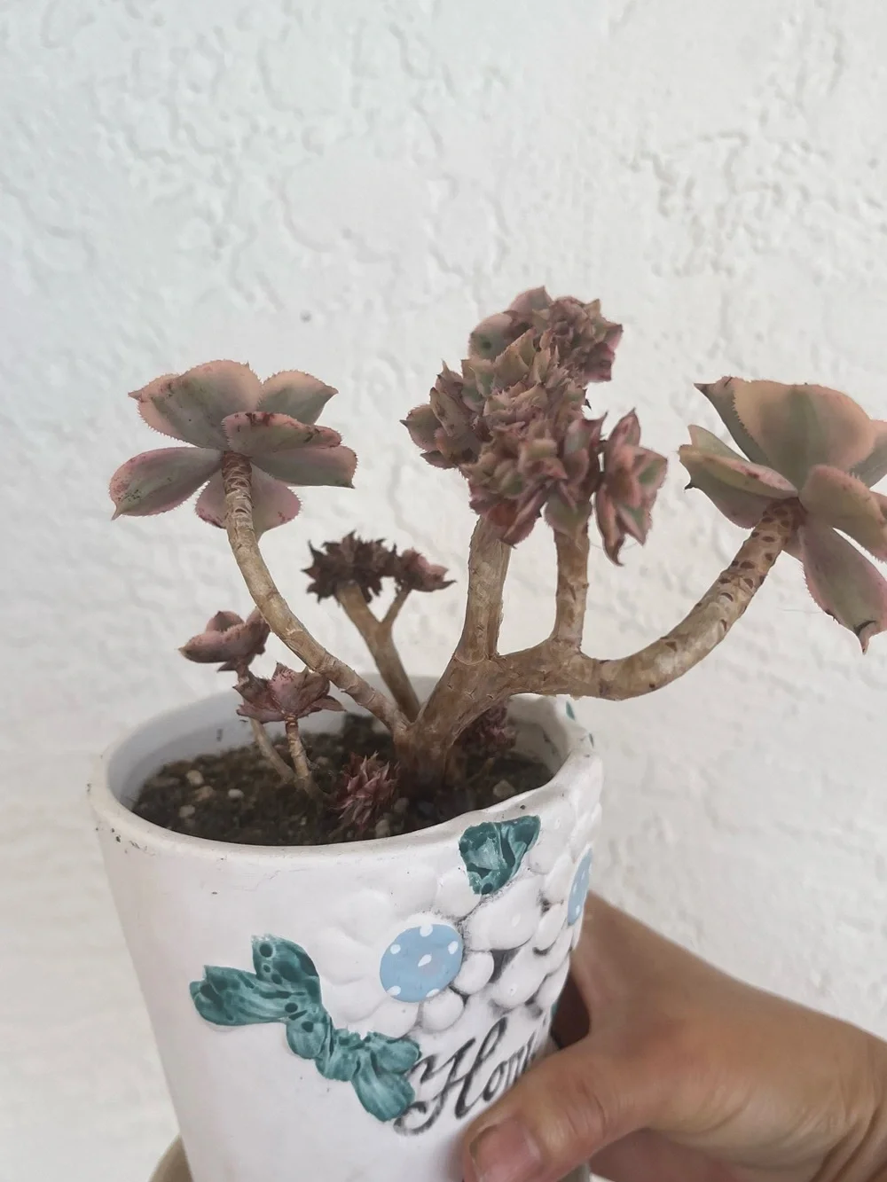 N/A serious aeonium